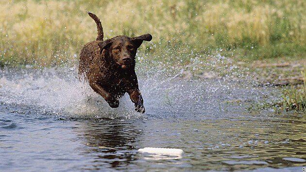 Chesapeake bay retriever