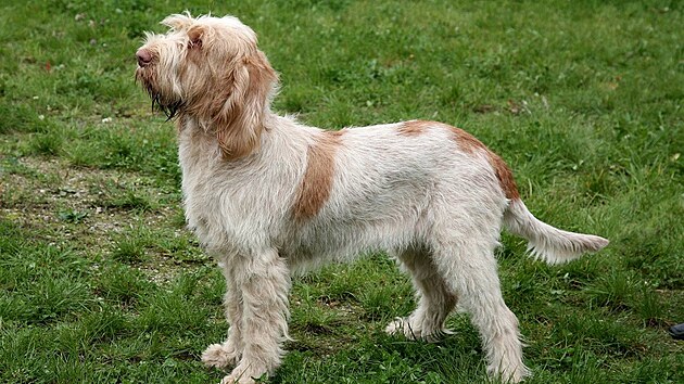 Italský spinone