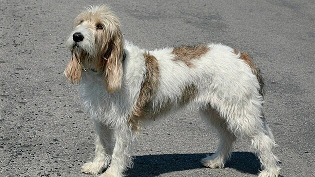 Velký hrubosrstý vendéeský baset