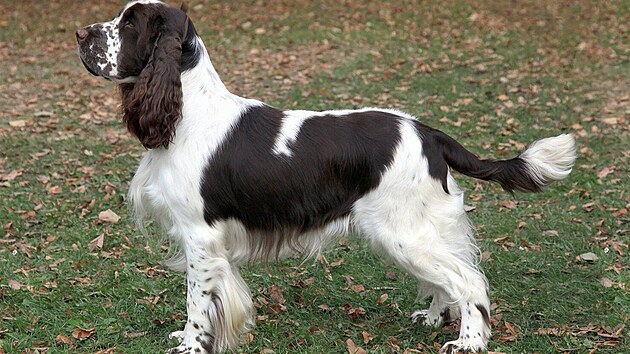 Anglický �pringer �pan�l