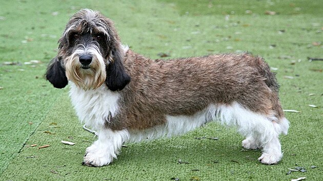 Malý hrubosrstý vendéeský baset