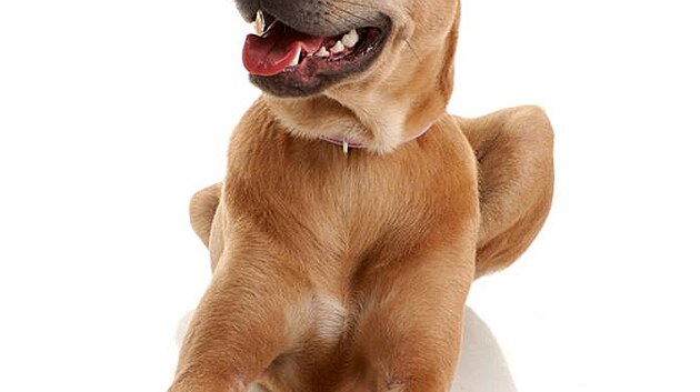 Thajský ridgeback