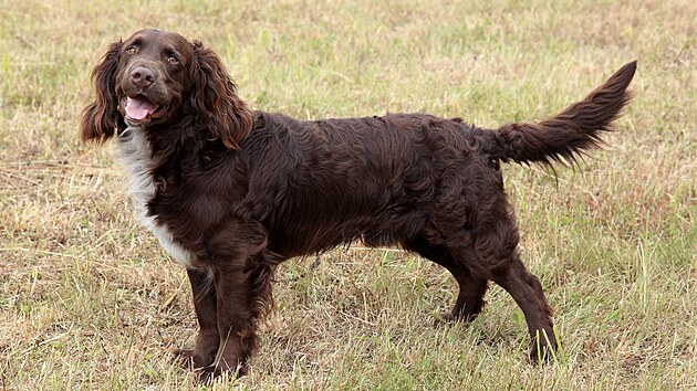 N�mecký k�epelák