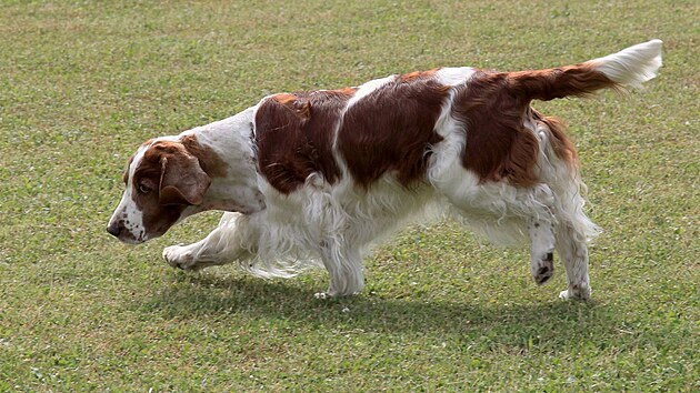 Wel��pringr �pan�l