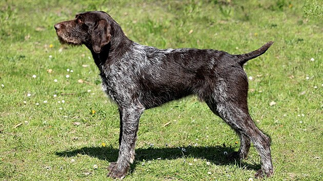 N�mecký drátosrstý oha�