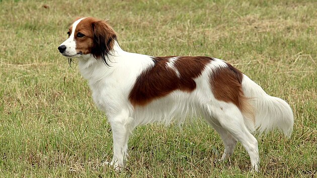 Kooikerhondje