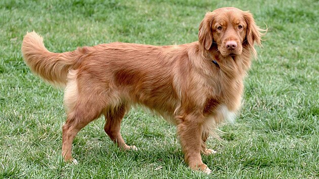 Nova Scotia Duck Tolling Retriever