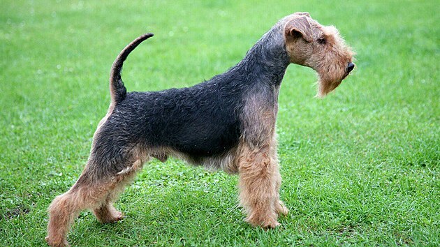 Welsh teriér