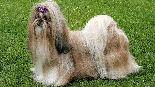 Shih-tzu