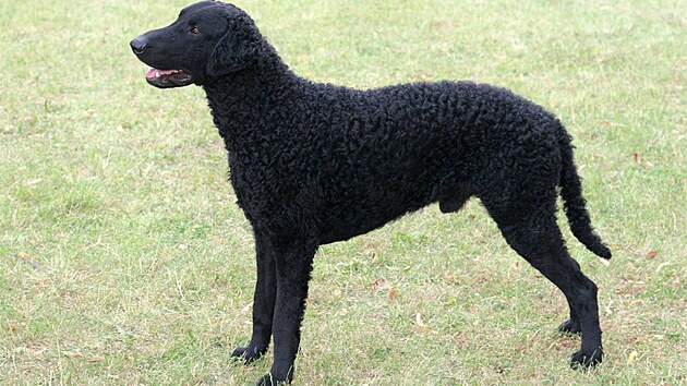 Curly coated retriever