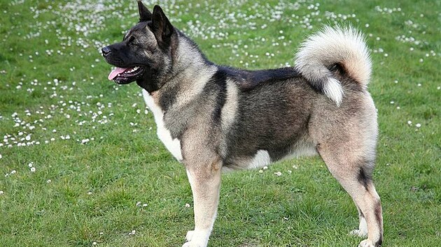 Americká akita