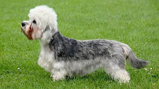 Dandie Dinmont teriér