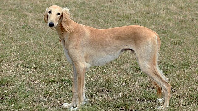 Saluki