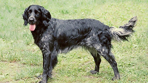 Velký münsterlandský oha�