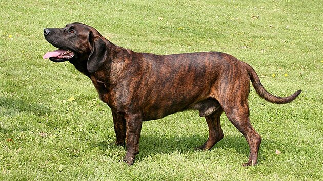 Hannoverský barvá�