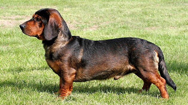 Alpský jezev�íkovitý braký�