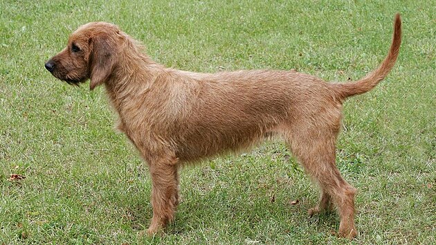 �týrský hrubosrstý braký�