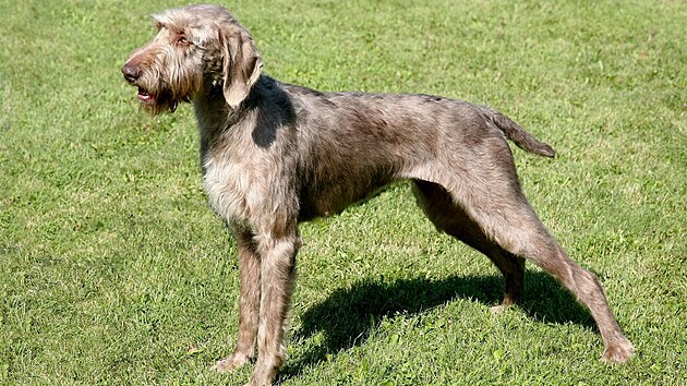 Slovenský hrubosrstý oha�