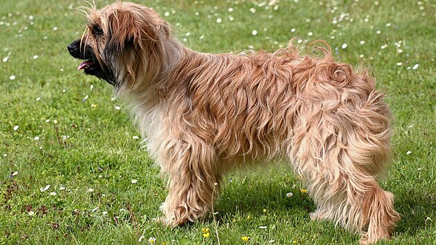 Pyrenejský ovák s dlouhou srstí v oblieji