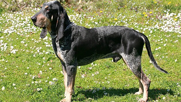 Malý modrý gaskoský honi