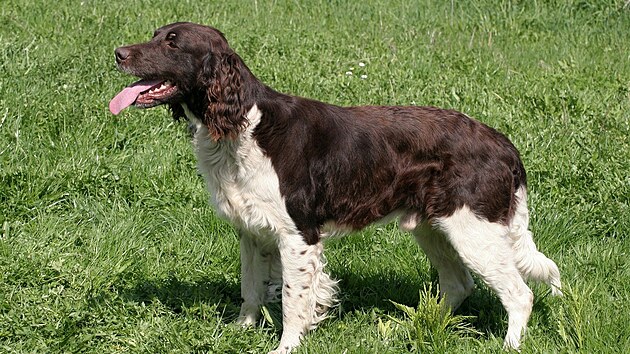 Malý münsterlandský oha�