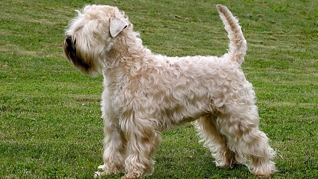 Irský soft coated wheaten teriér
