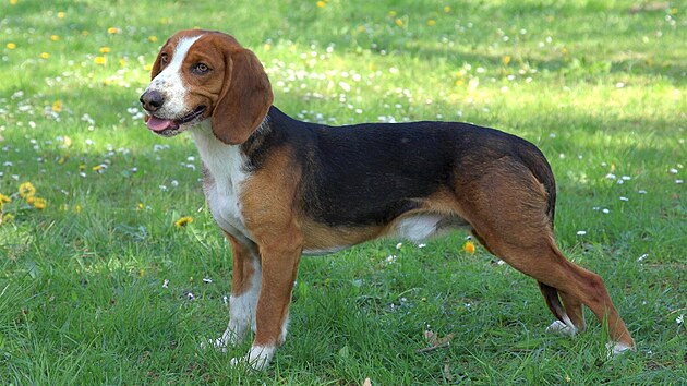 N�mecký braký�