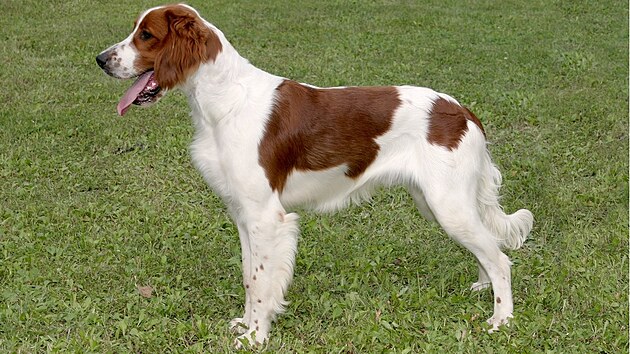 Irský �ervenobílý setr