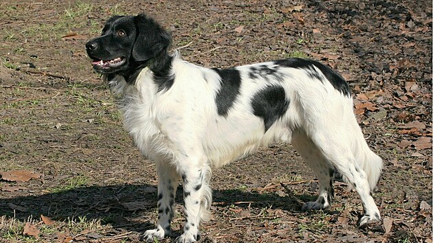 Frízský oha (Stabyhoun)