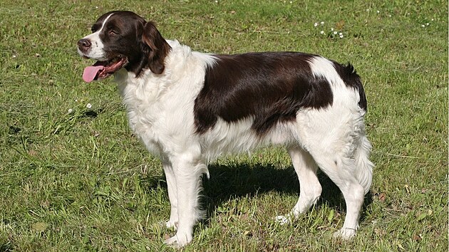 Drentský koroptvá�