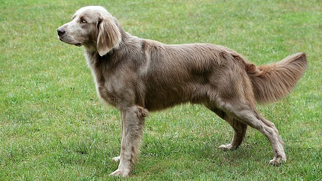 Výmarský oha� dlouhosrstý