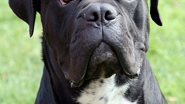 Cane Corso Italiano