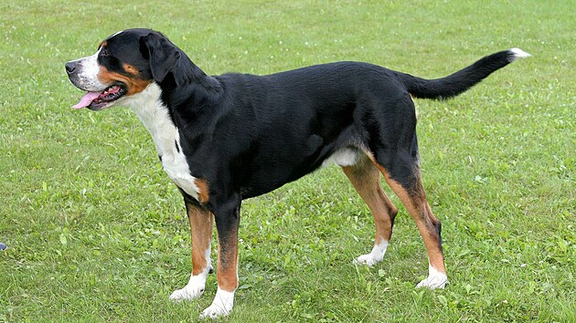 Velký výcarský salanický pes