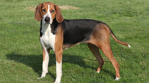 Hamilton�v honi�