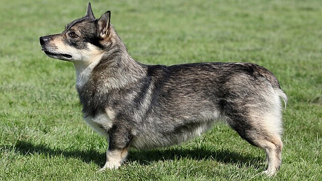 �védský vallhund
