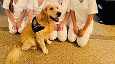 Terapeutický pes Amigo se sestikami v boskovické nemocnici. (leden 2023)