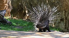 Dikobrazi mají v chomutovském zooparku vylep�ený výb�h.
