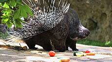 Dikobrazi mají v chomutovském zooparku vylep�ený výb�h.