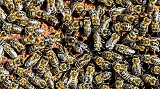 V�ela z ústecké chemi�ky. Uprost�ed snímku je v�elí královna.