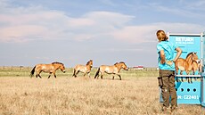 Prvních sedm koní Pevalského se v ervnu 2024 po staletích vrátilo do...