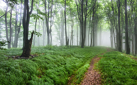 Stezka sleduje h�eben východních Karpat a prochází nádhernými lesy.