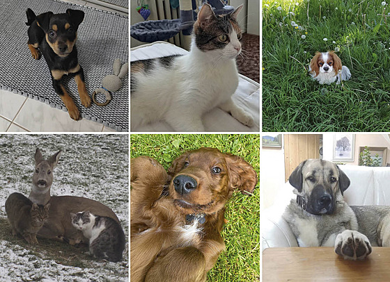 Nejroztomilej�í mazlí�ci m�síce �ervna