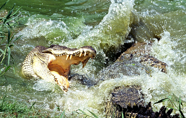 V Austrálii našli tělo dívky, kterou pod vodu stáhl krokodýl, zabijáka se nedaří chytit