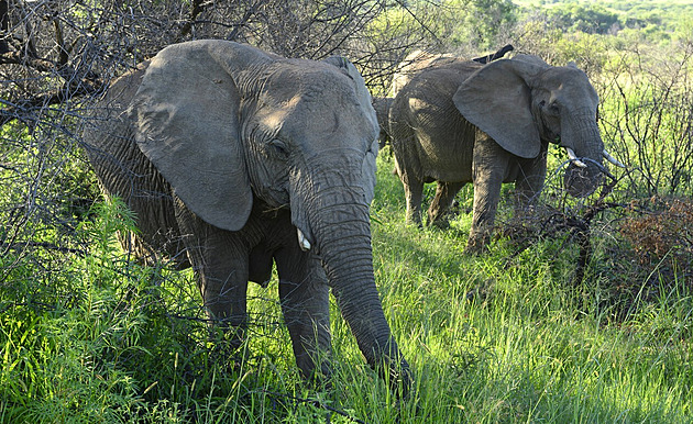 Sloni ušlapali turistu, který porušil zákaz. Opustil auto a chtěl fotit stádo