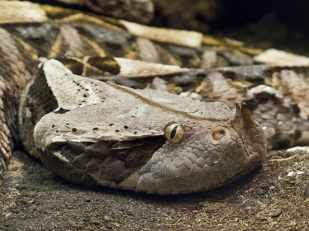 Chovatele z Lounska uštkla prudce jedovatá zmije gabunská, je ve vážném stavu