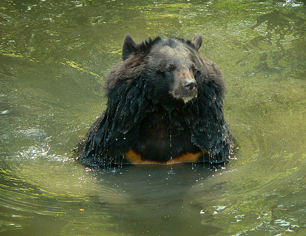 Ostravská zoo musela utratit vzácnou medvědici, dožila se vysokého věku