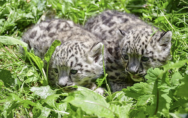 V jihlavské zoo se radují z dvojčat irbisů, oba kluci se mají k světu