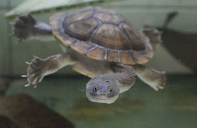Oblíbené anakondy přerostly expozici, nahradily je vzácné dlouhokrké želvy