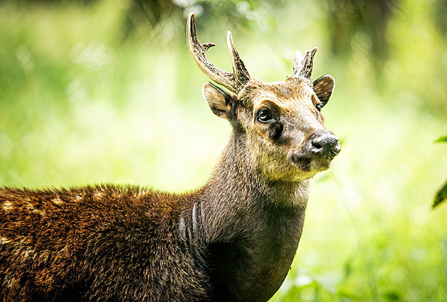 Zoo v Ostravě poprvé chová vzácné sambary, pár jelenů se už sbližuje
