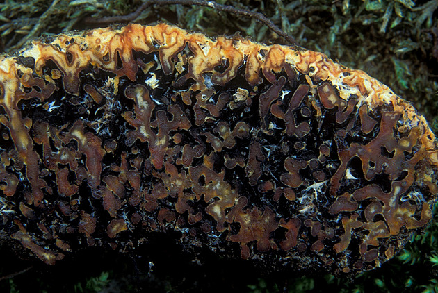 Amatérský mykolog objevil na Pálavě vzácnou houbu, dosud ji nacházeli jen v USA